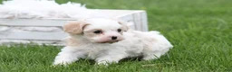 Mixed Breed dogs for sale: Mixed Breed Puppy 1 - Ad 13