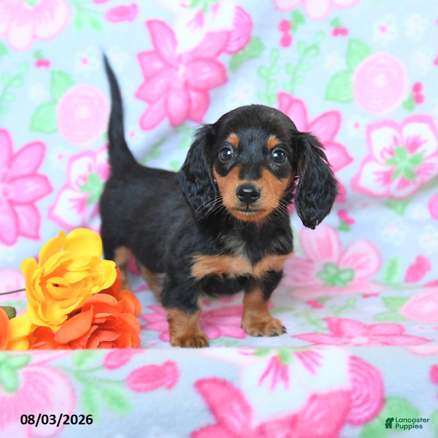 Dachshund dogs Candy - Ad 1