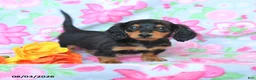 Dachshund dogs for sale: Candy - Ad 1
