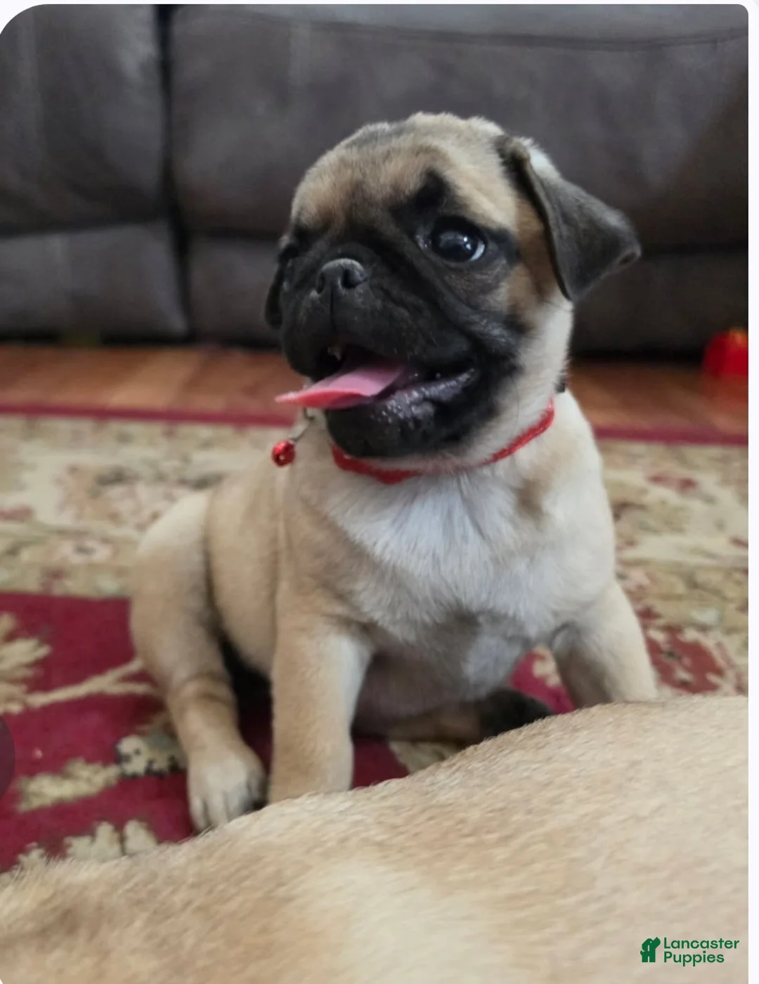Pug dogs for sale: Cinnamon - Ad 1