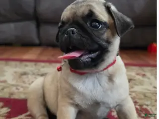 Pug dogs Cinnamon - Ad 3