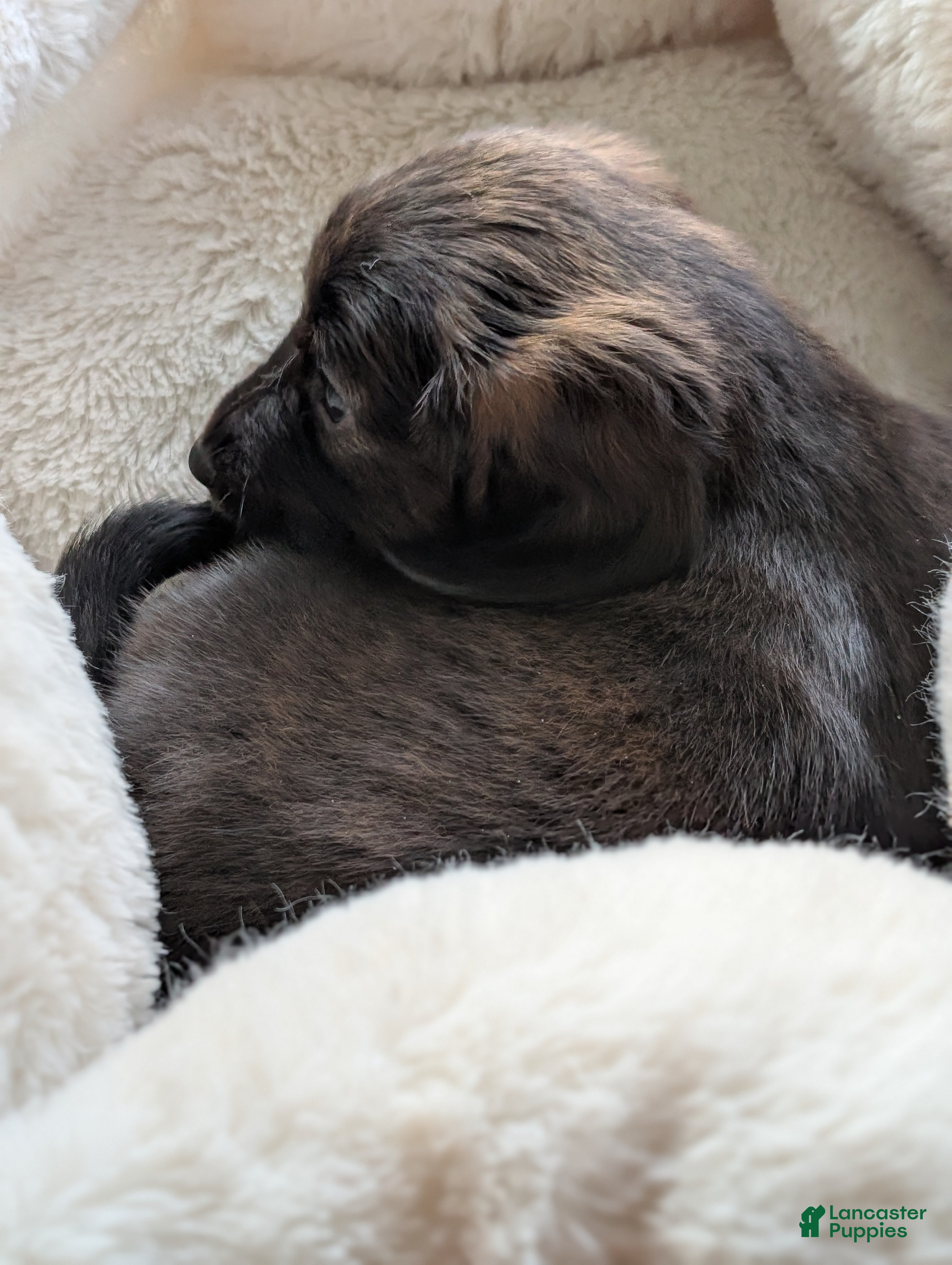 Miniature Dachshund dogs Po - Ad 2