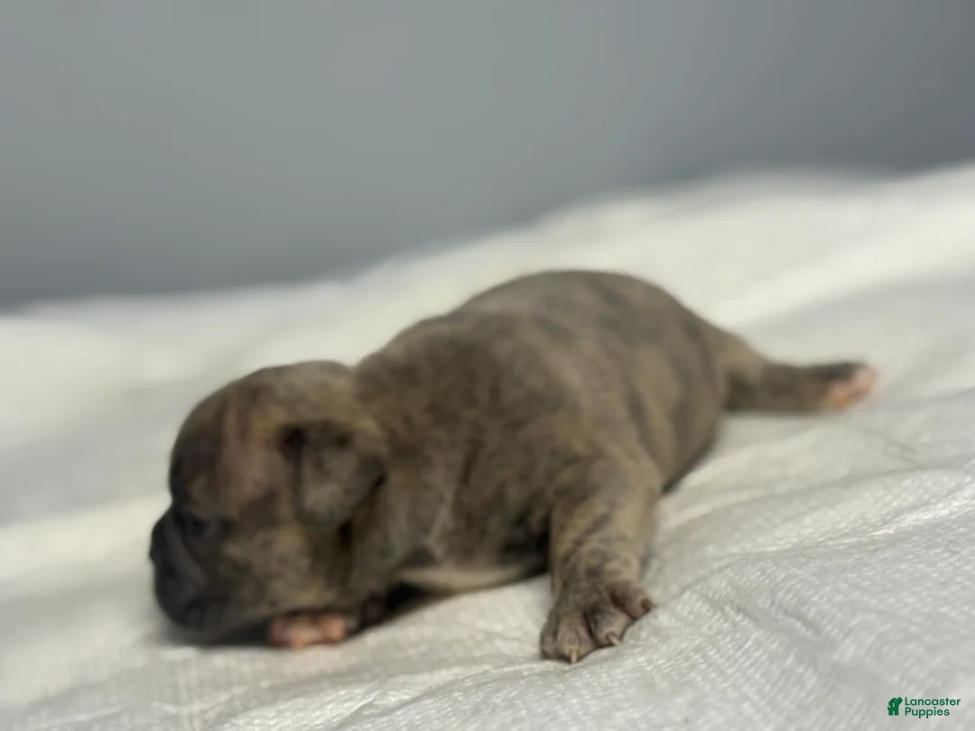 American Bully dogs for sale: American Bully 6 - Ad 2