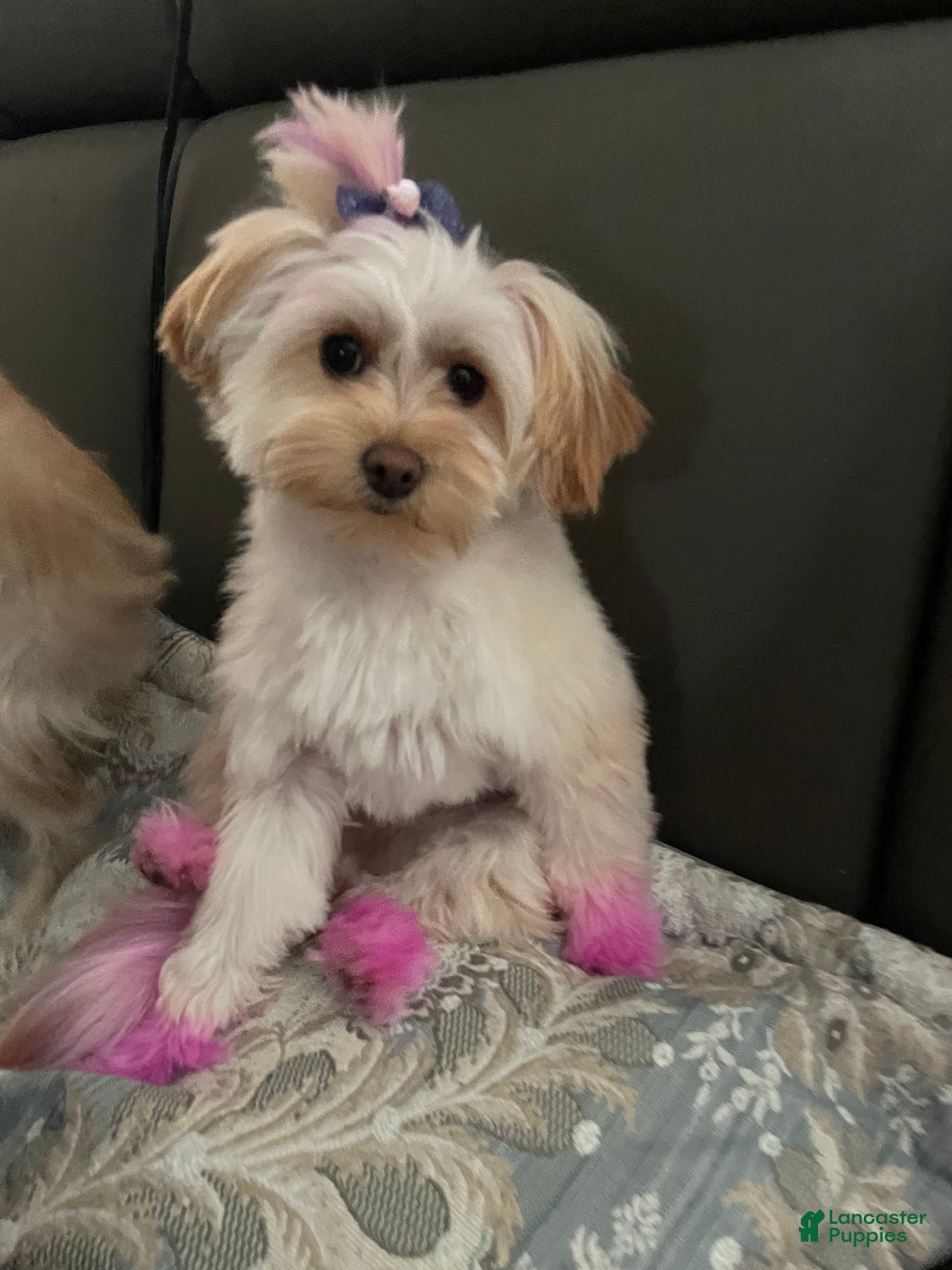 Yorkiepoo dogs for sale: Yorkiepoo Puppy 1 - Ad 2