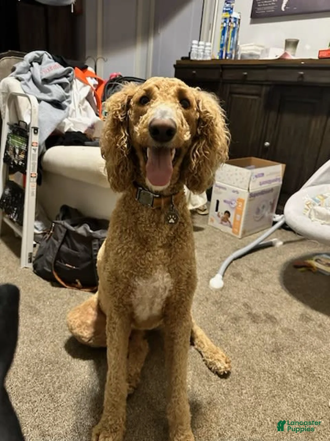 Gallery Image {{count}}