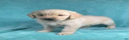 Golden Retriever dogs for sale: Jasper 8243 - Ad 3