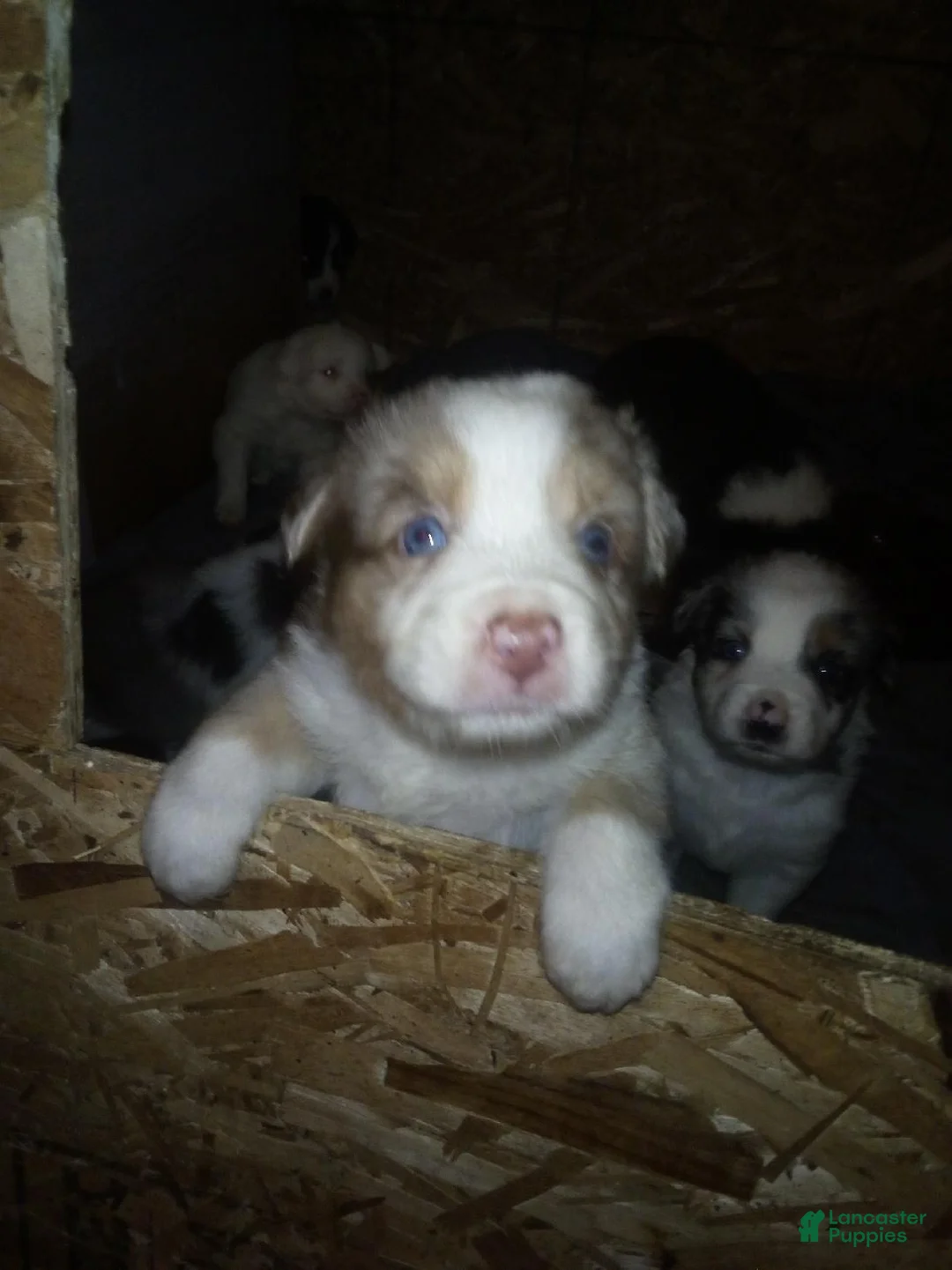 Miniature Australian Shepherd dogs for sale: Katie - Ad 1