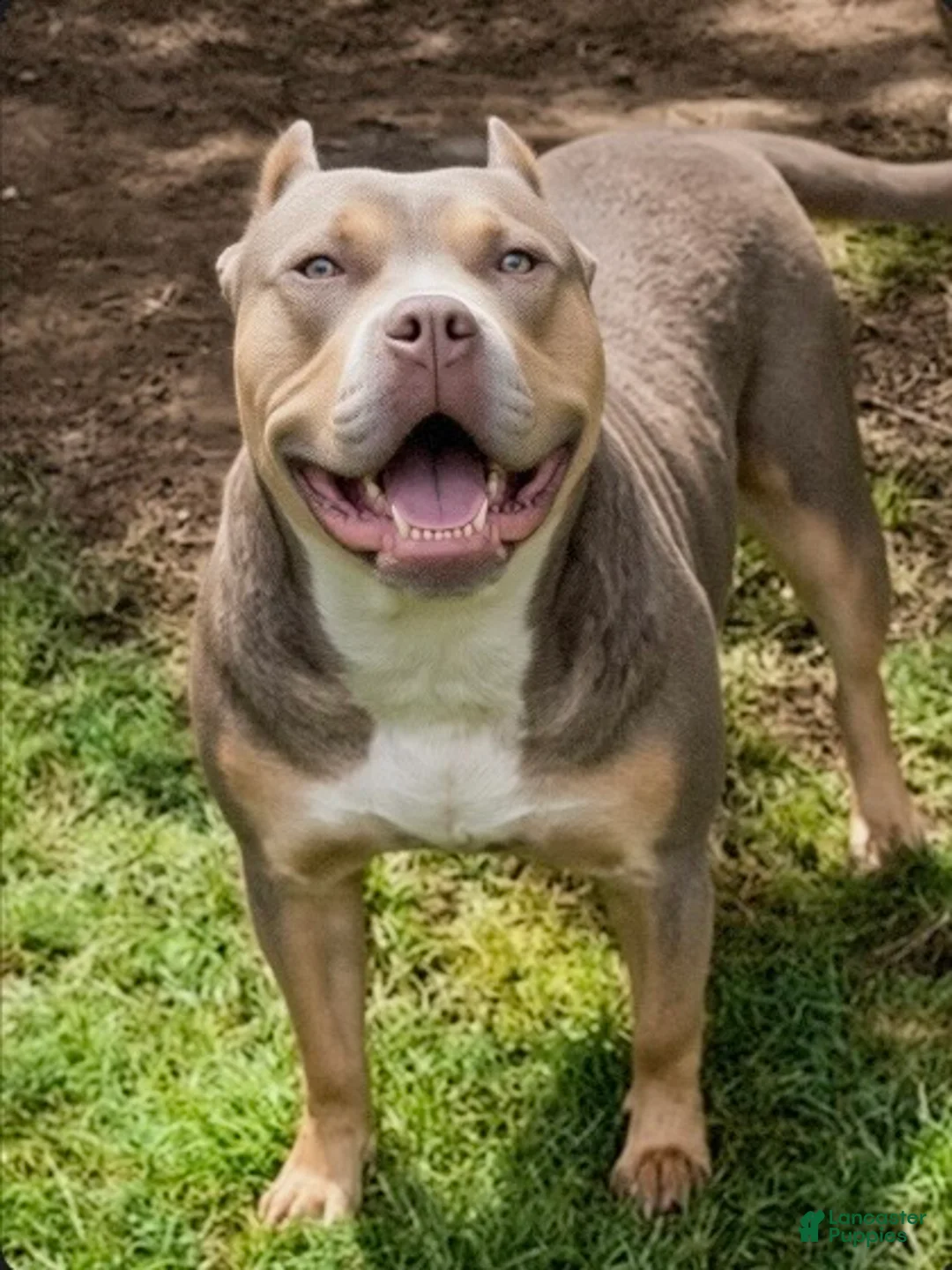 American Bully dogs for sale: American Bully 1 - Ad 2