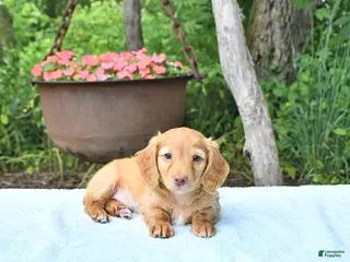 Miniature Dachshund dogs for sale: Preston - Ad 2
