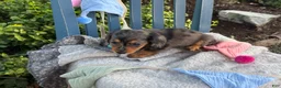 Miniature Dachshund dogs for sale: Tilly - Ad 15
