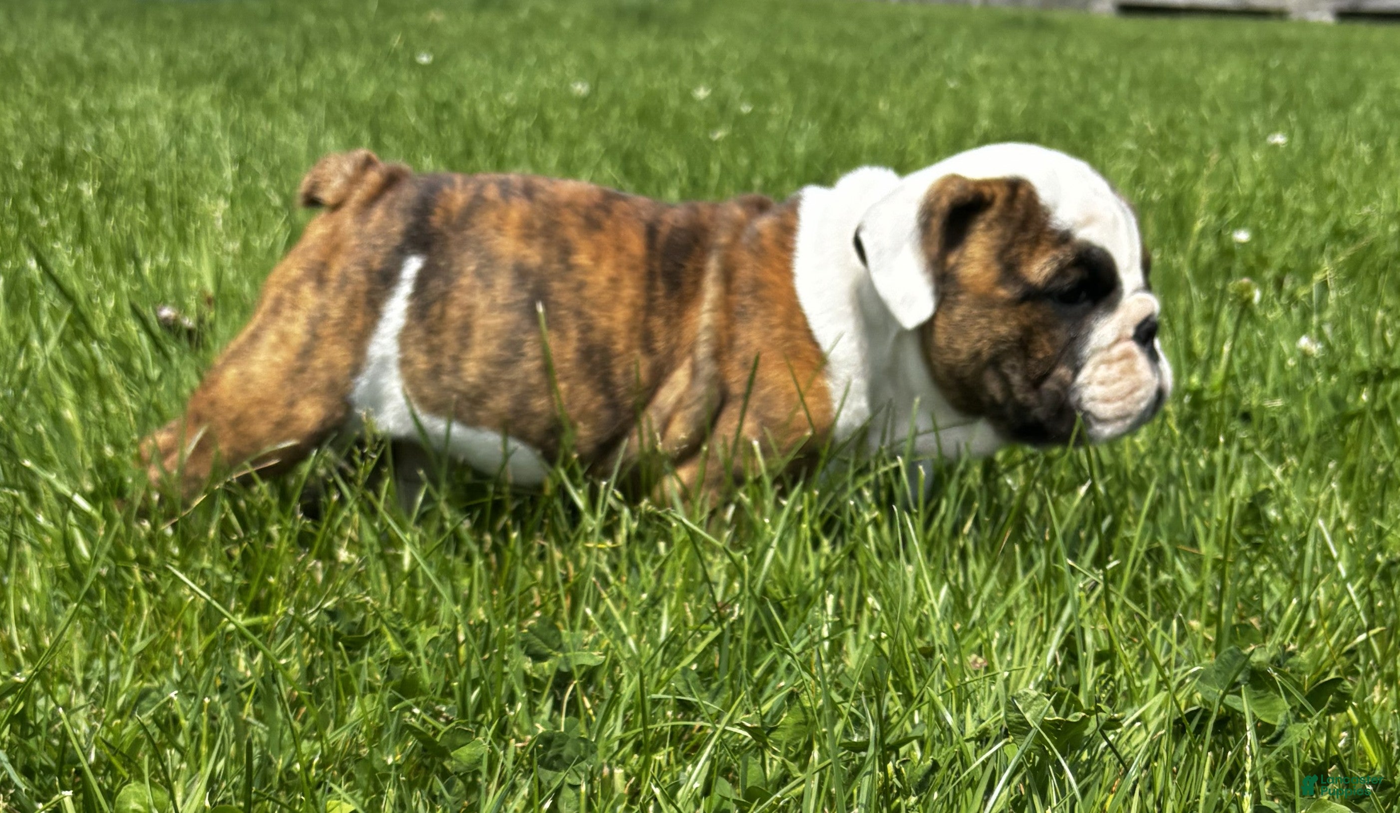 English Bulldog dogs Rye - Ad 1