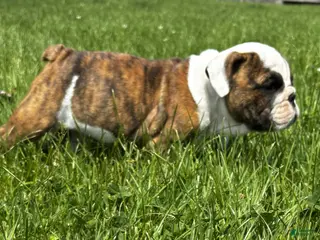 English Bulldog dogs for sale: Rye - Ad 1