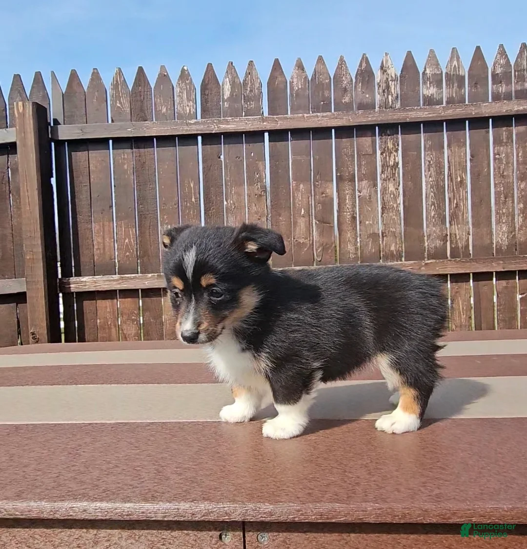 Mixed Breed dogs for sale: Spike - Ad 7