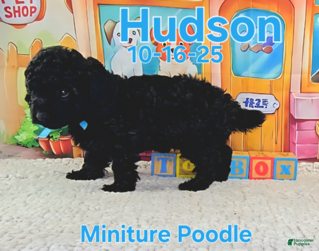 Toy Poodle dogs for sale: Hudson - Ad 4