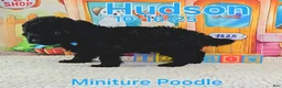 Toy Poodle dogs for sale: Hudson - Ad 4