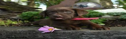 Labrador Retriever dogs for sale: Trixie - Ad 3