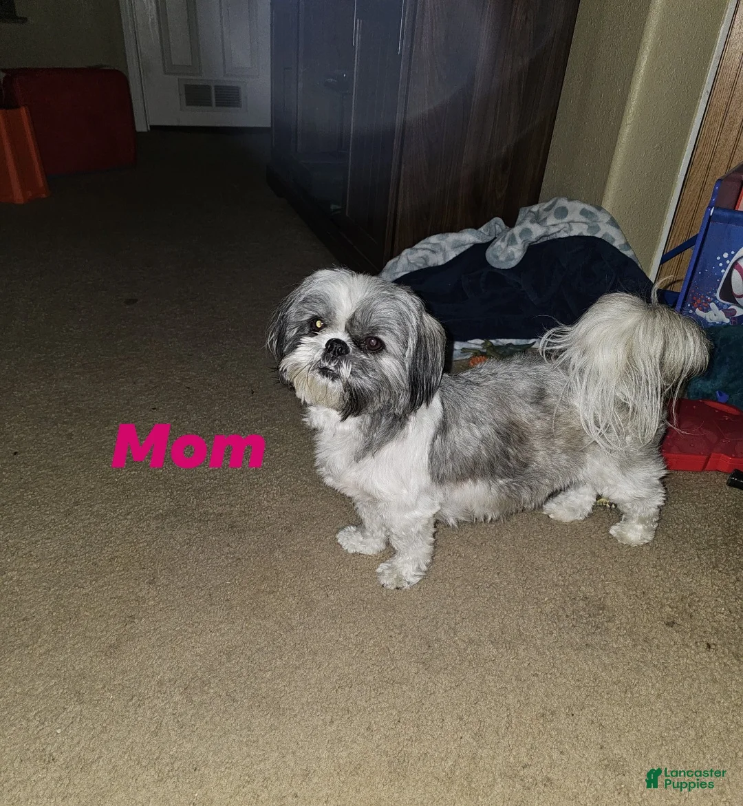 Shih Tzu dogs for sale: Shih Tzu Puppy 1 - Ad 2