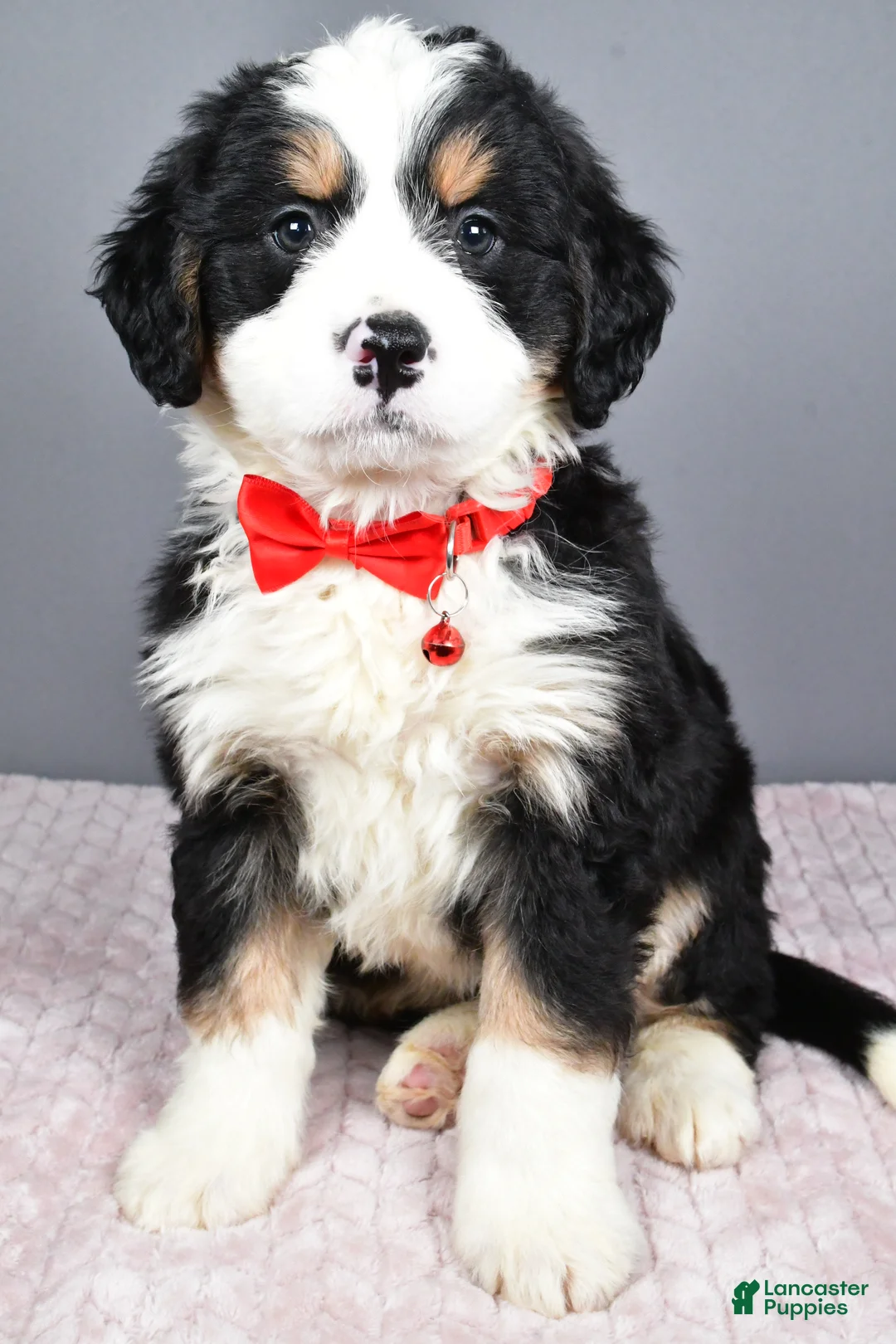 Mini Bernedoodle dogs for sale: Bubba - Ad 1
