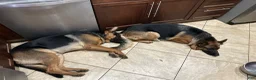 German Shepherd dogs for sale: German Shepherd 3 - Ad 8