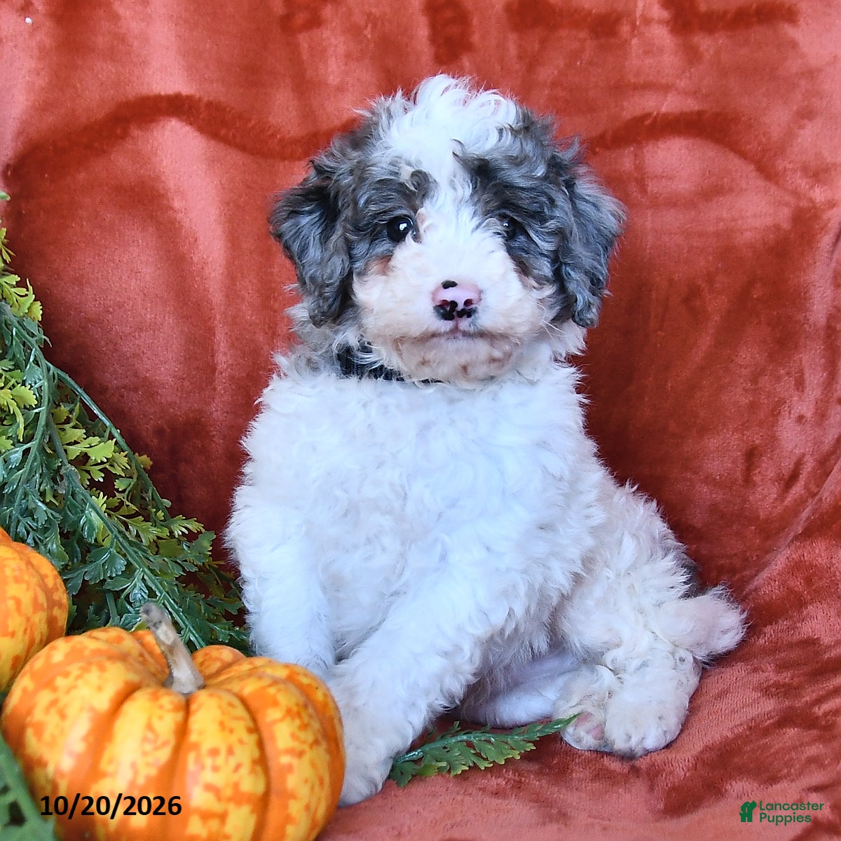 Aussiedoodle dogs Archie  - Ad 2