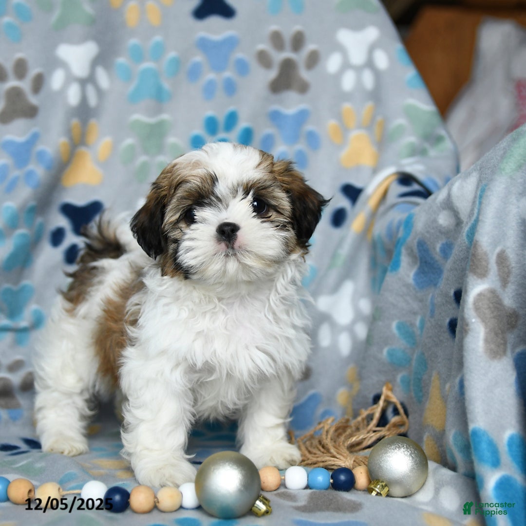 Shih Tzu dogs for sale: Joy - Ad 5