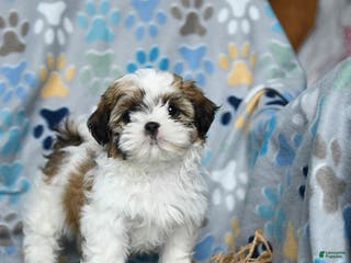 Shih Tzu dogs Joy - Ad 41