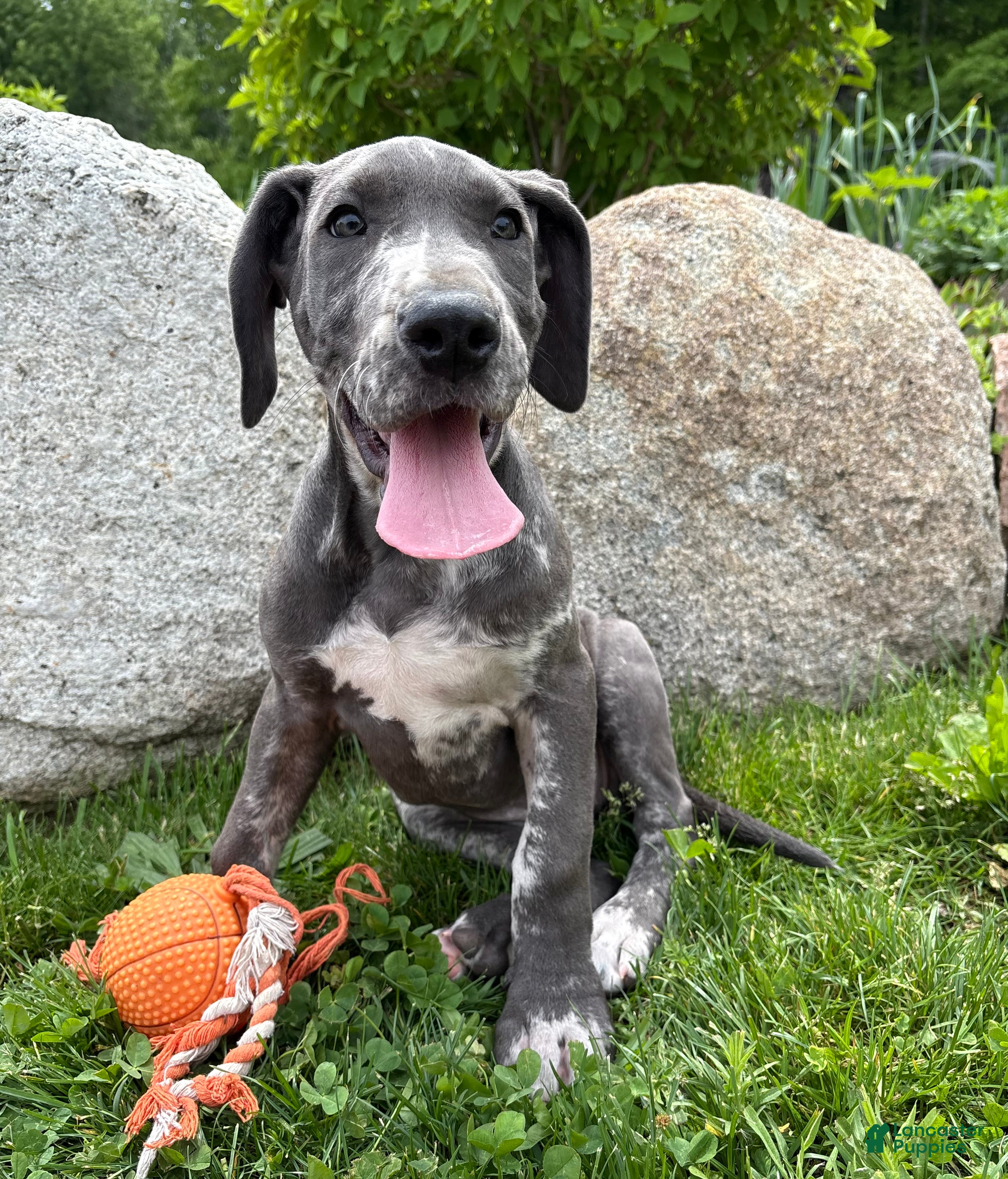 Great Dane dogs Tess - Ad 1