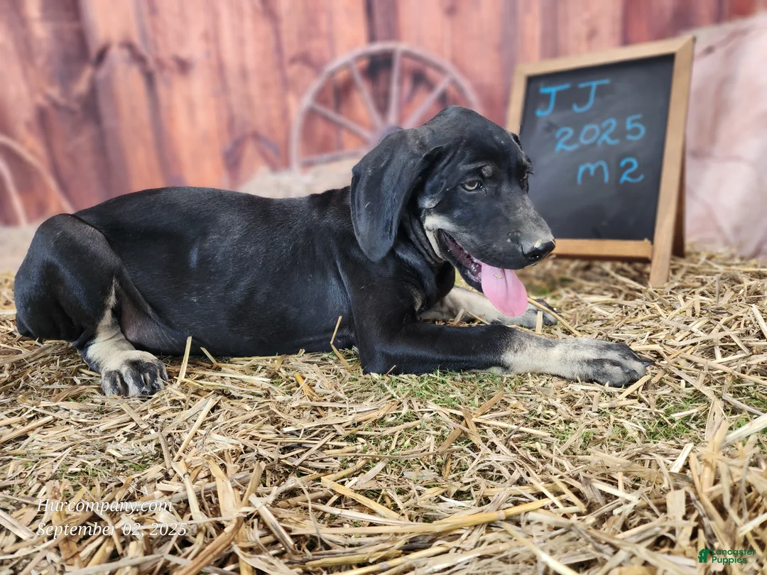 Catahoula Leopard Dog dogs for sale: JJ 2025 Male 2 - Ad 10