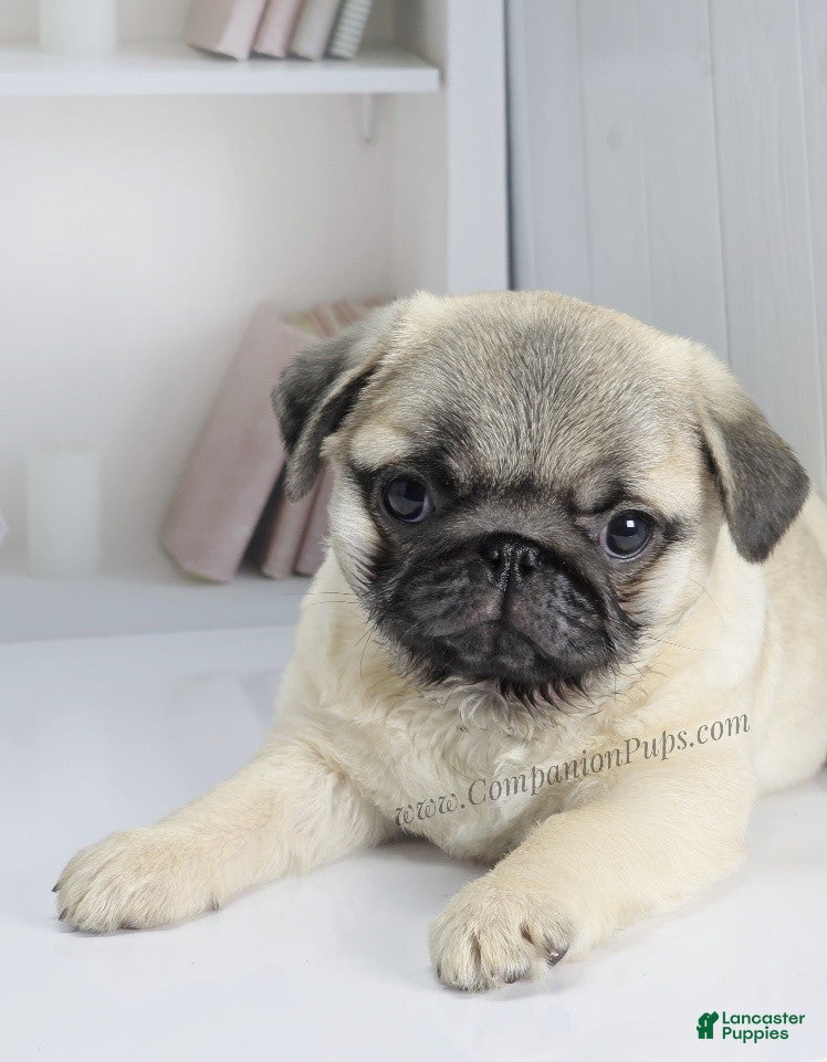 Pug dogs Rain- Fawn Male Pug Puppy - Ad 2