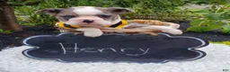 Boston Terrier dogs for sale: Henry - Ad 4