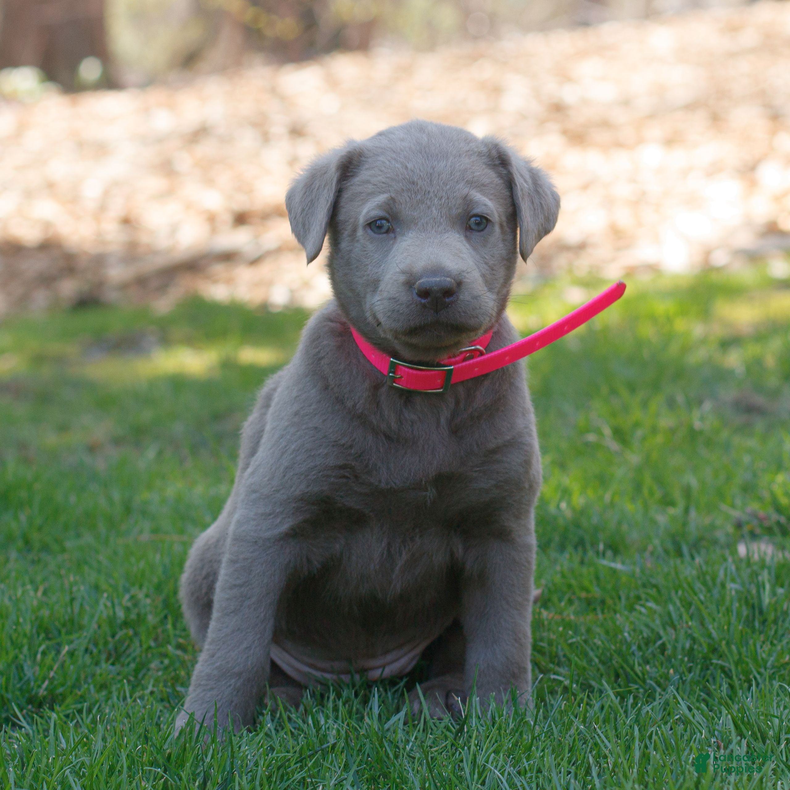 Labrador Retriever dogs Rosie  - Ad 1