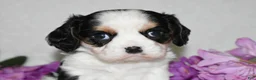 Cavalier King Charles Spaniel dogs for sale: Sammy - Ad 7