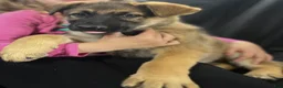 German Shepherd dogs for sale: Bella - Ad 18