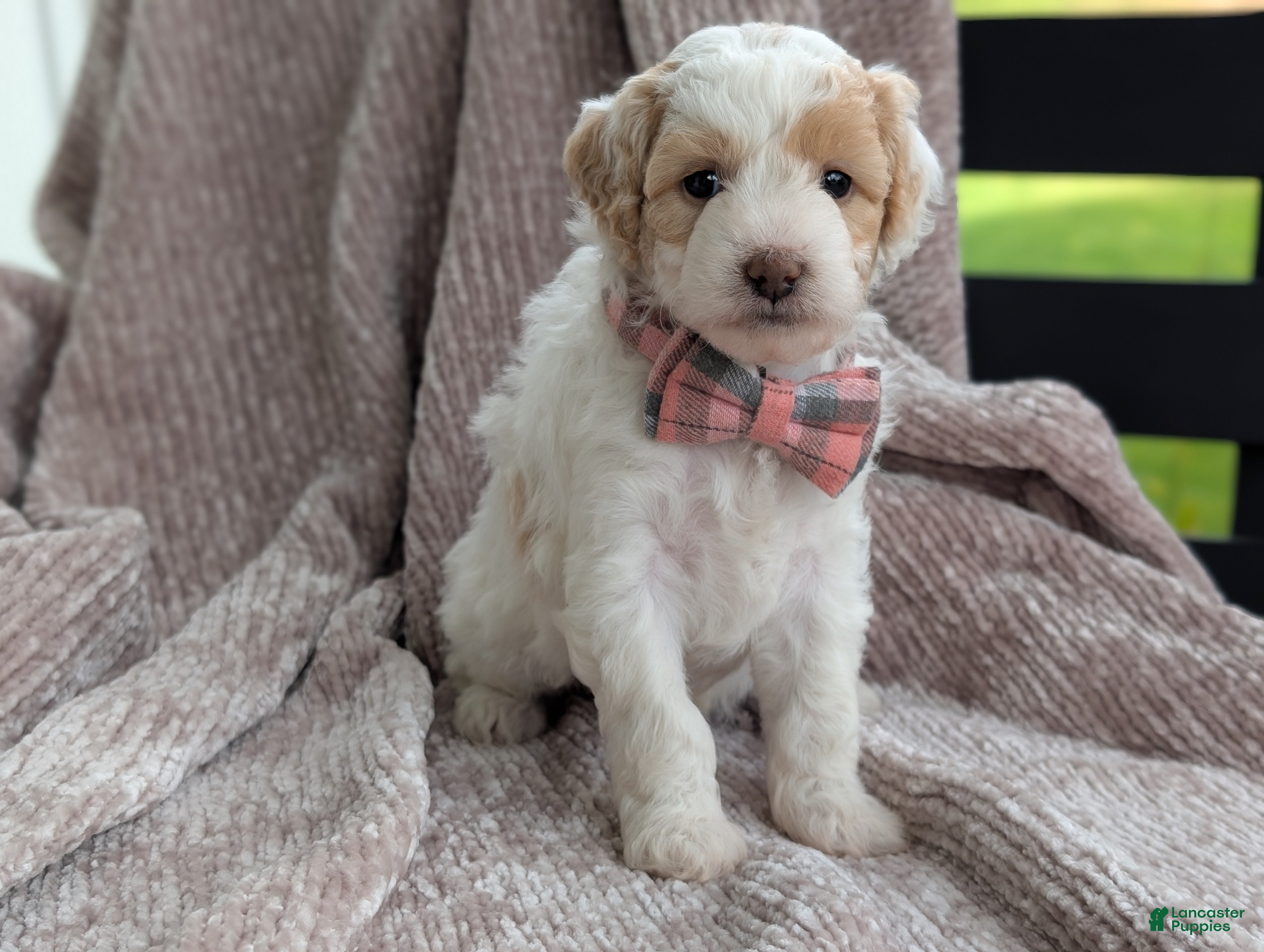 Mini Goldendoodle dogs Princess - Ad 2