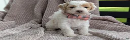 Mini Goldendoodle dogs for sale: Princess - Ad 2