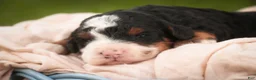 Bernedoodle dogs for sale: Ridge Miniature Bernedoodle  - Ad 8