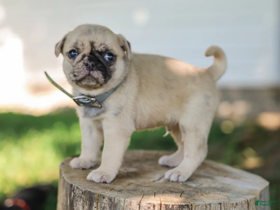 Pug dogs for sale: Arlin Purebred Pug - Ad 1