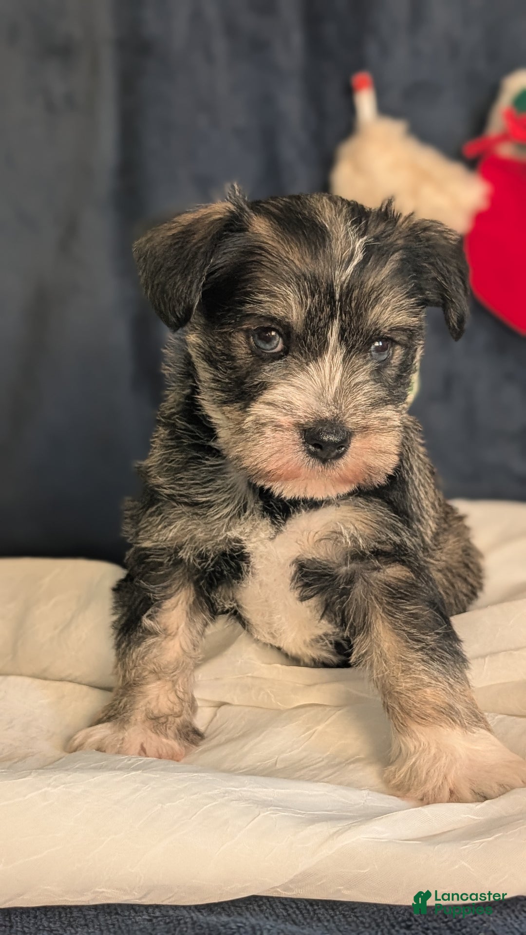 Miniature Schnauzer dogs for sale: Willow  - Ad 15