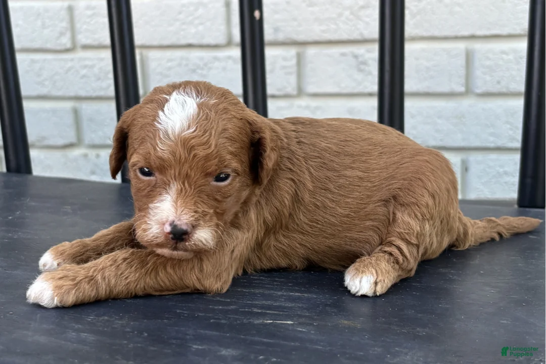 Mini Goldendoodle dogs for sale: Gouda - Ad 2