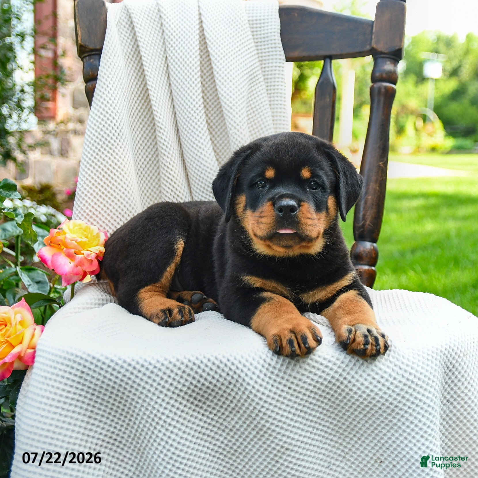 Rottweiler dogs Axel - Ad 2