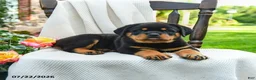 Rottweiler dogs for sale: Axel - Ad 2