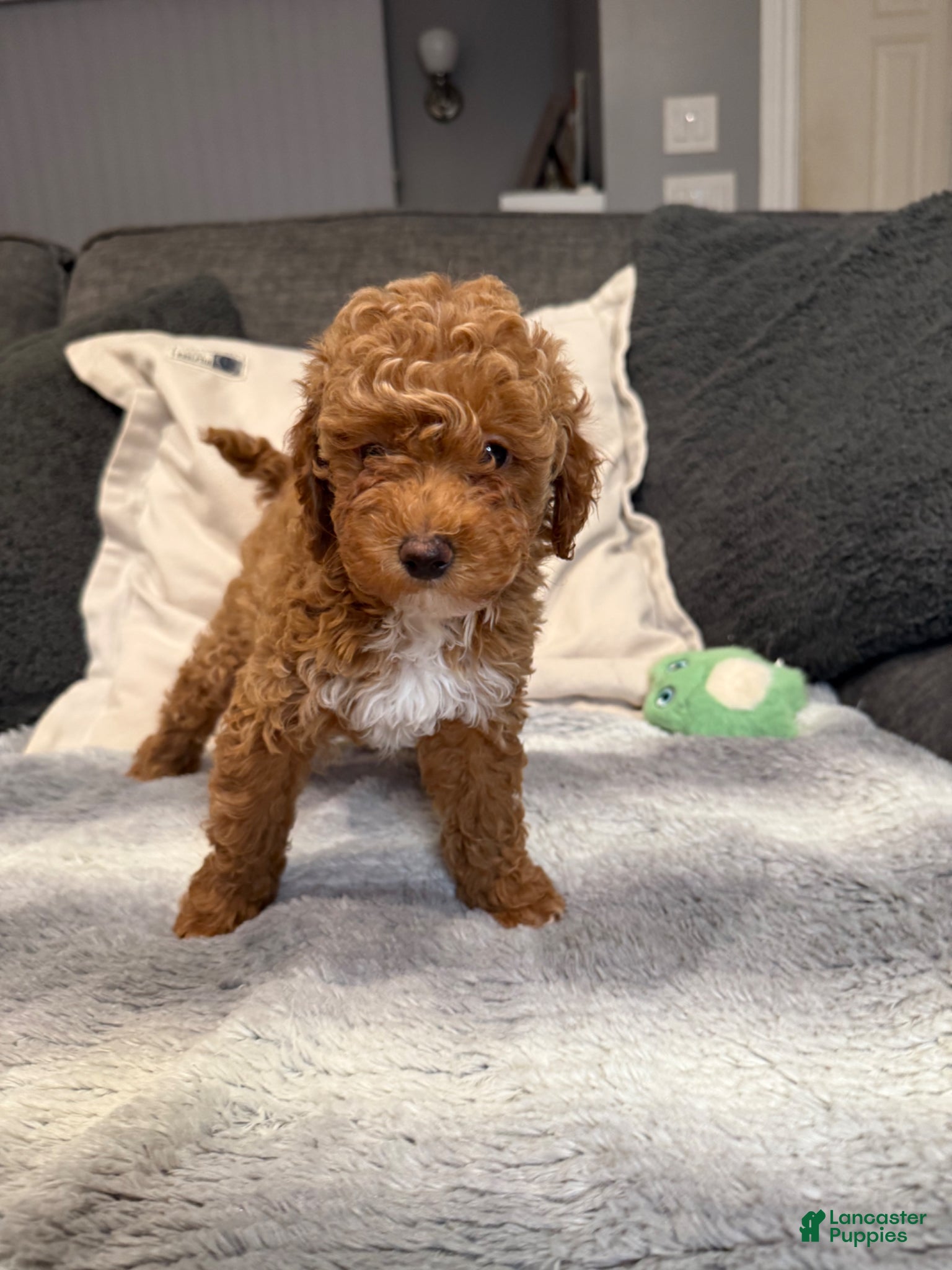 Mini Goldendoodle dogs Hailey - Ad 11
