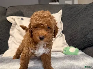 Mini Goldendoodle dogs Hailey - Ad 3