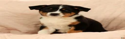 Australian Shepherd dogs for sale: Zoey - Ad 2