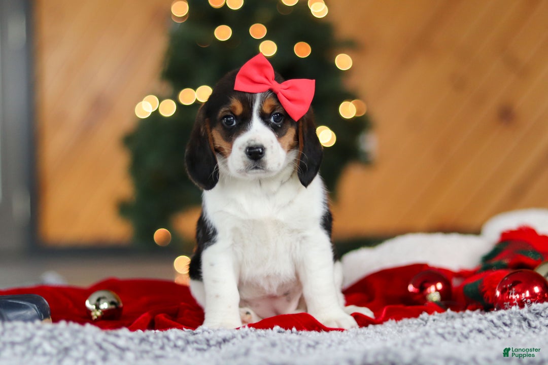 Beagle dogs for sale: Violet  - Ad 5