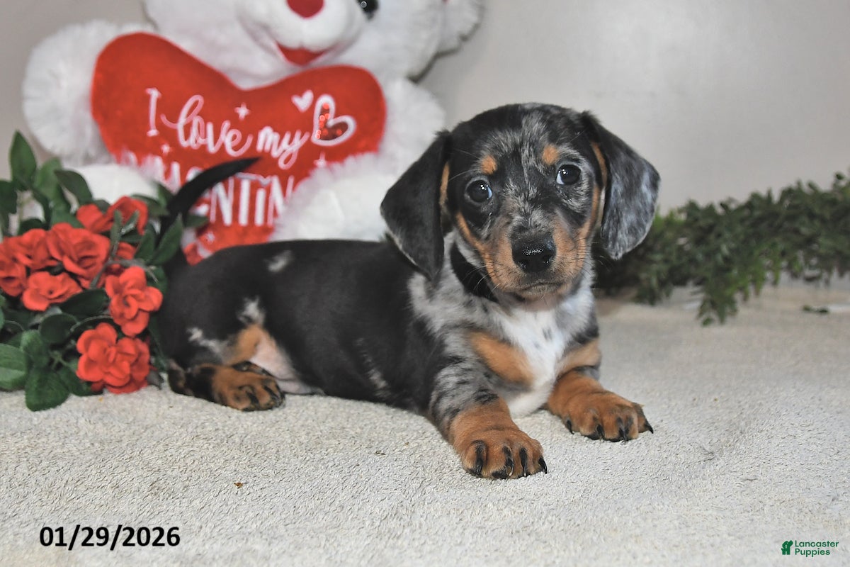 Miniature Dachshund dogs Gilbert - Ad 32