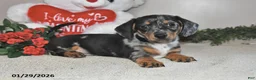 Miniature Dachshund dogs for sale: Gilbert - Ad 1