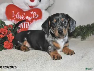 Miniature Dachshund dogs Gilbert - Ad 32