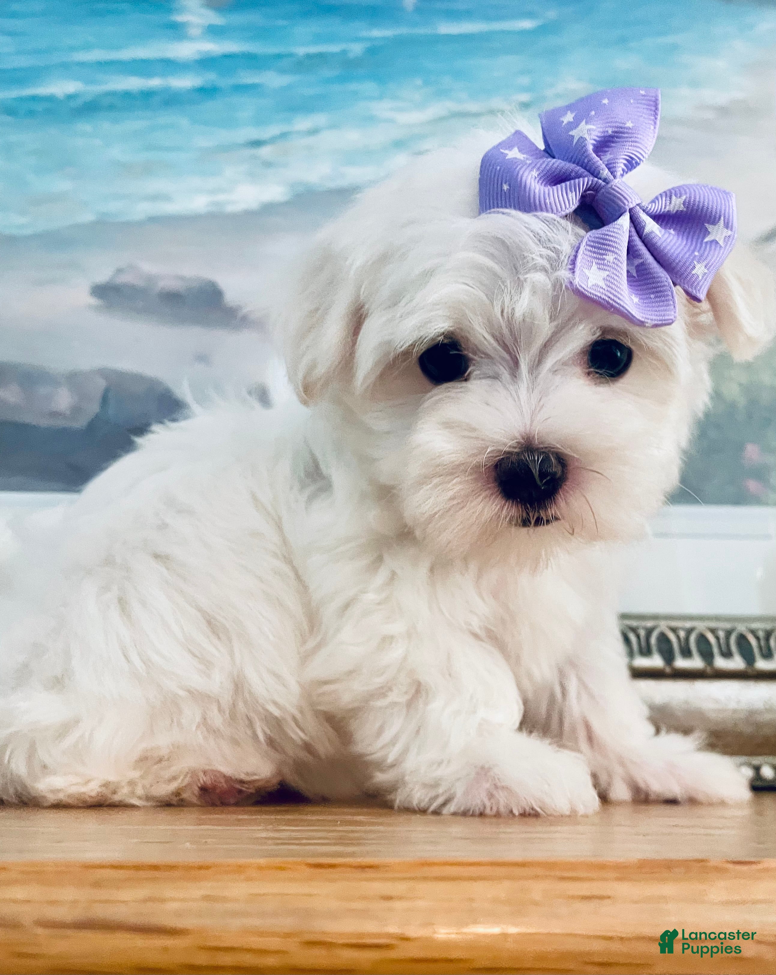 Maltese dogs Teacup Annie - Ad 2