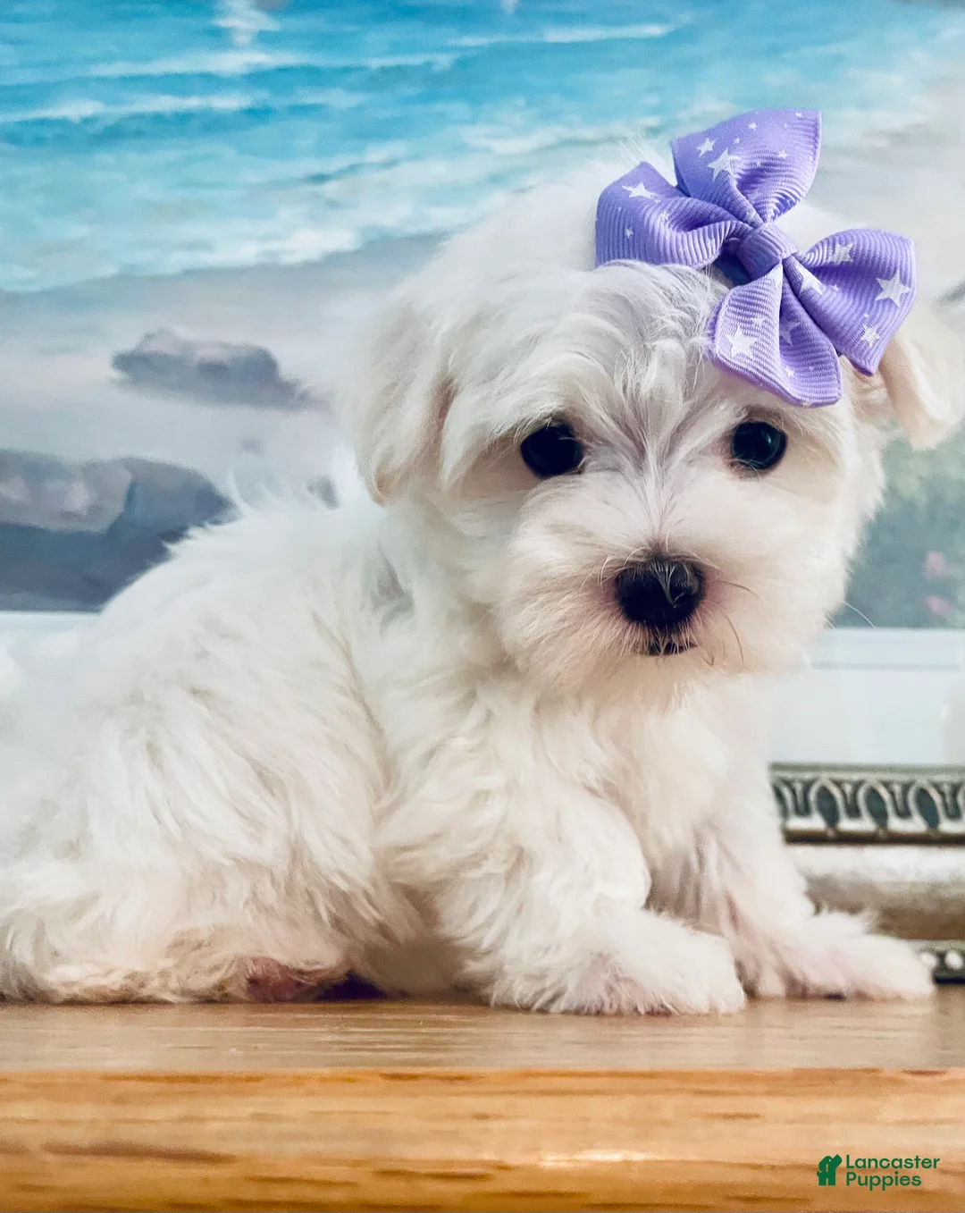 Maltese dogs for sale: Teacup Annie - Ad 2